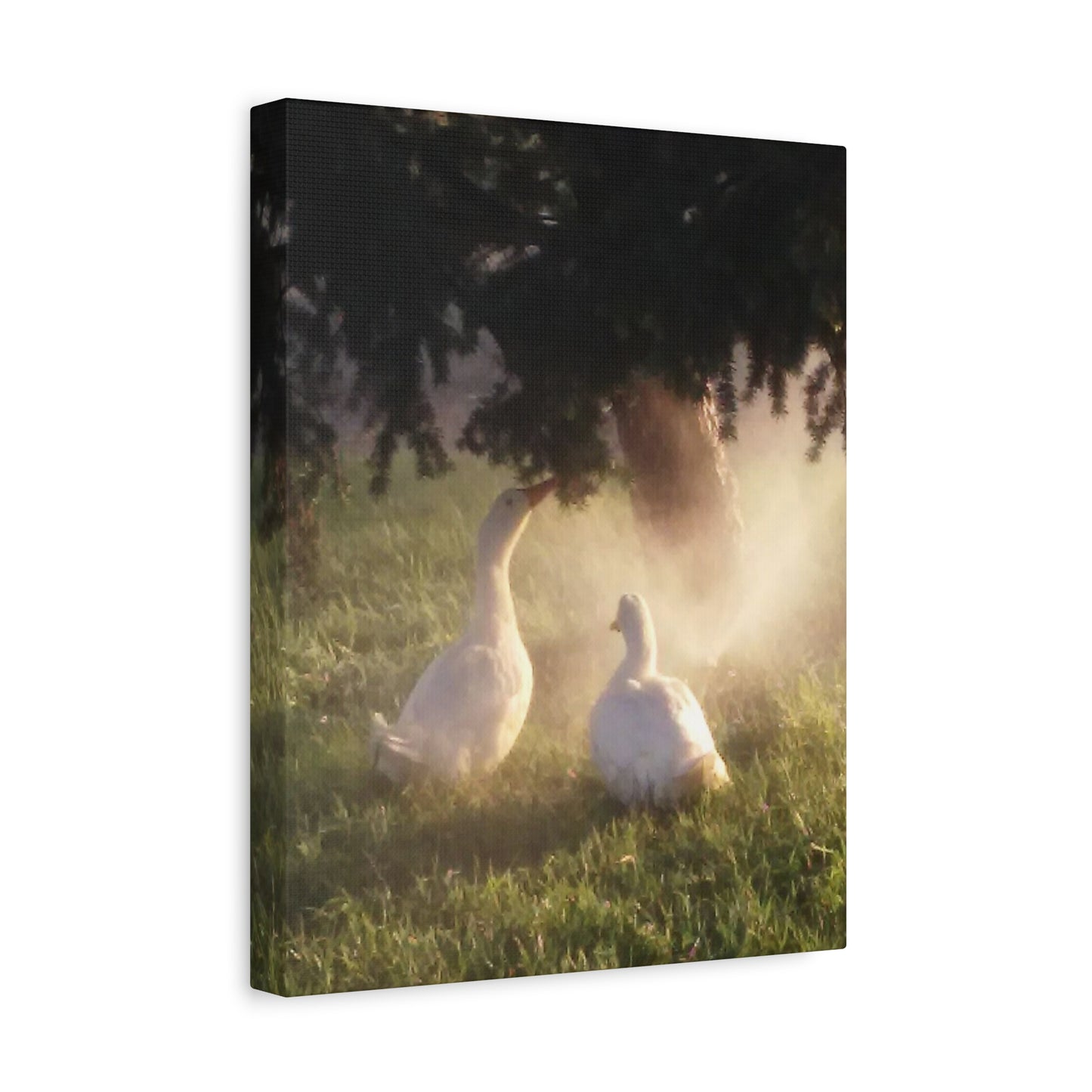 Pekin Duck Print, Matte Stretched 1 25 Inch, Home Decor, Animal Lover Gift, Farmhouse Artwork, Duck Lover