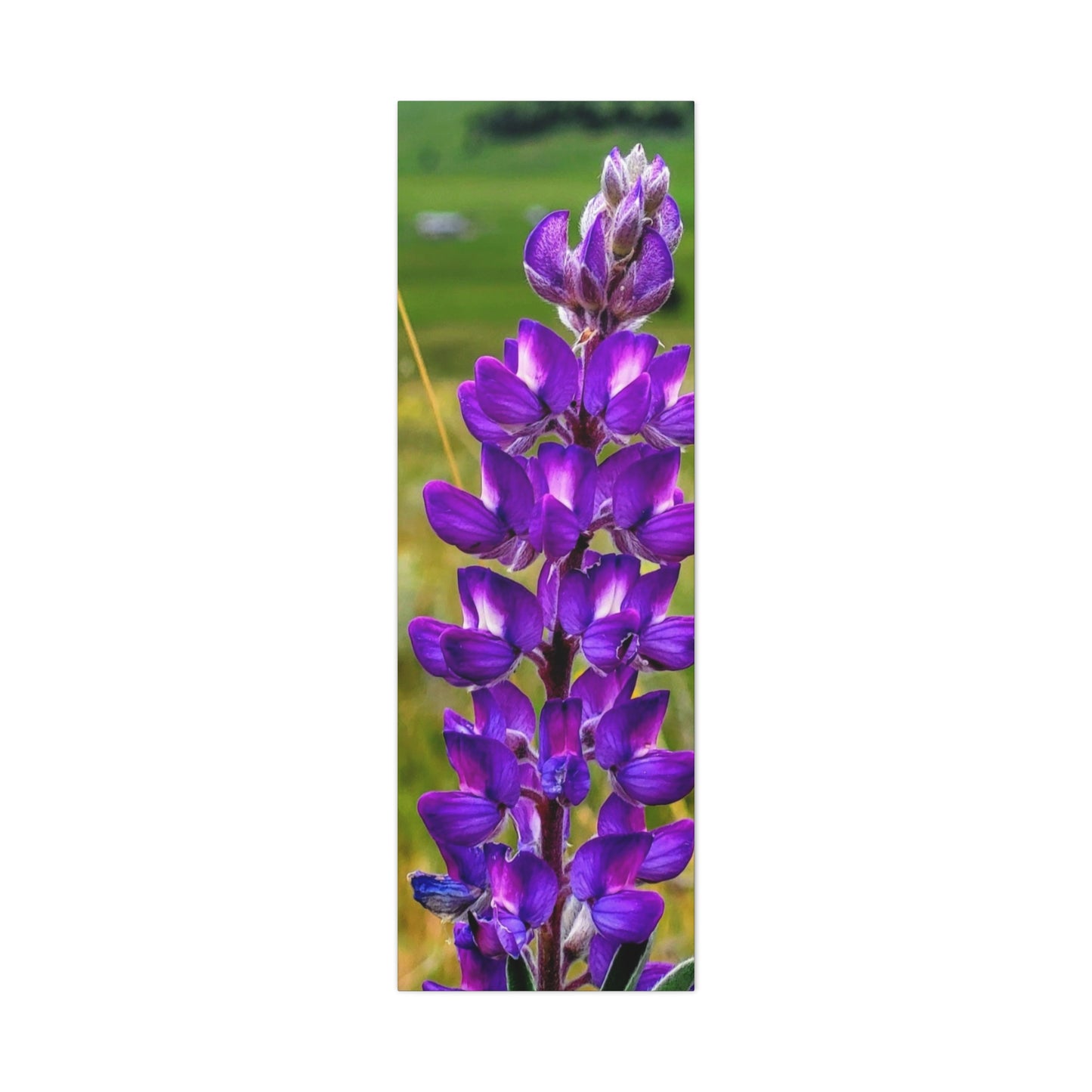 Purple Lupin Canvas Art Print, Floral Wall Decor, Nature Photography, Home Decor, Gift for Plant Lovers, Living Room Art
