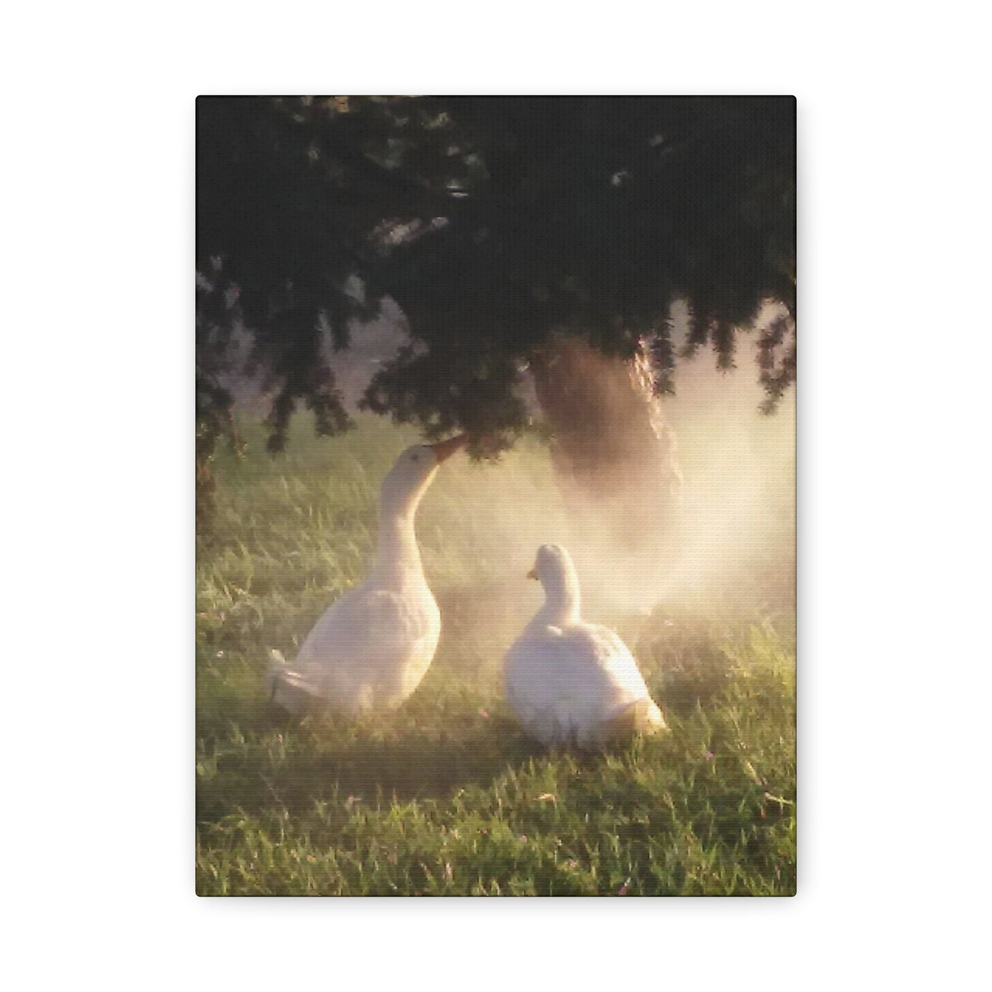Pekin Duck Print, Matte Stretched 1 25 Inch, Home Decor, Animal Lover Gift, Farmhouse Artwork, Duck Lover
