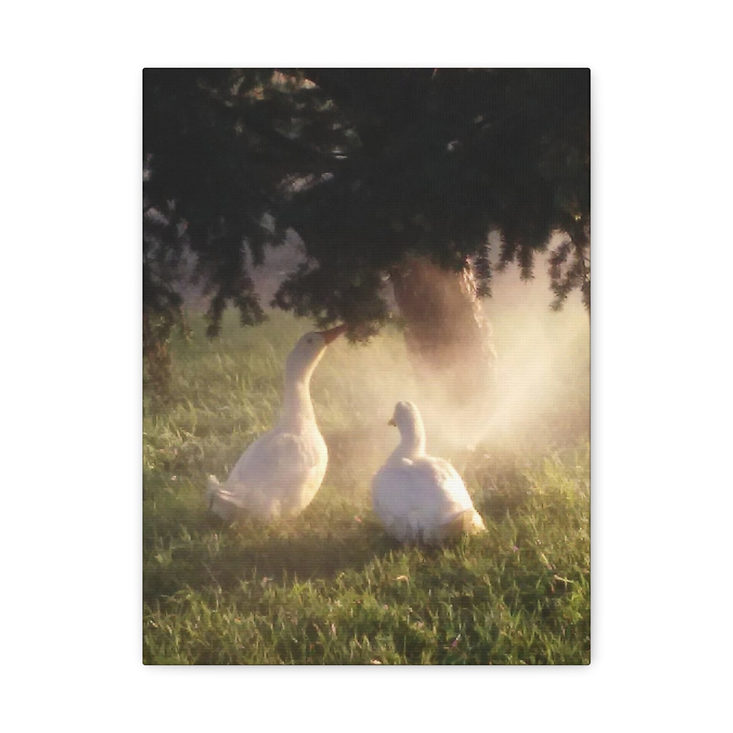 Pekin Duck Print, Matte Stretched 1 25 Inch, Home Decor, Animal Lover Gift, Farmhouse Artwork, Duck Lover