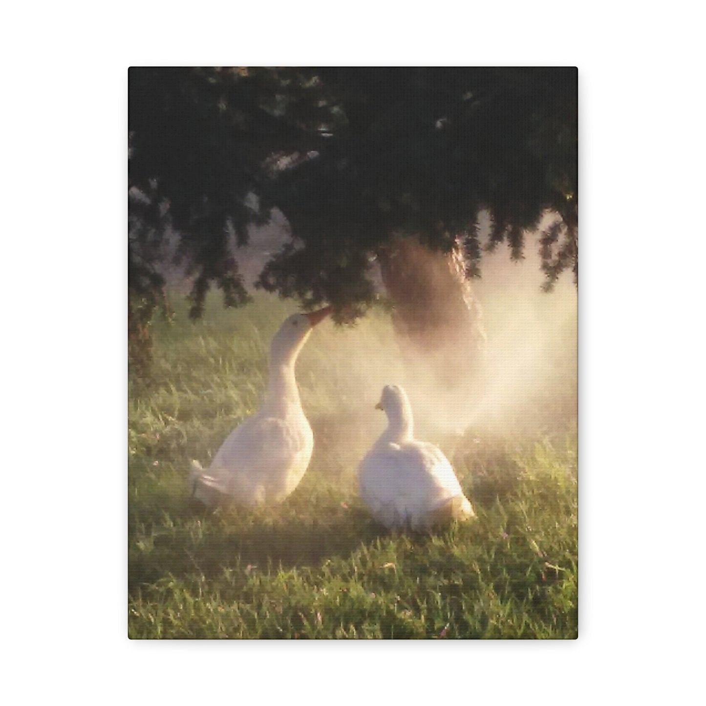 Pekin Duck Print, Matte Stretched 1 25 Inch, Home Decor, Animal Lover Gift, Farmhouse Artwork, Duck Lover
