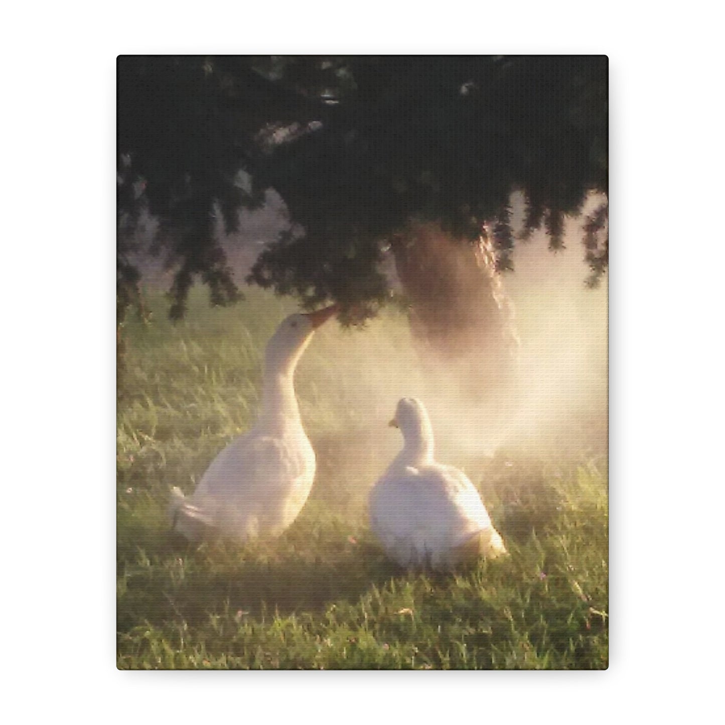 Pekin Duck Print, Matte Stretched 1 25 Inch, Home Decor, Animal Lover Gift, Farmhouse Artwork, Duck Lover