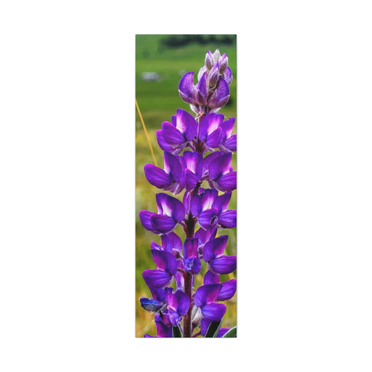 Purple Lupin Canvas Art Print, Floral Wall Decor, Nature Photography, Home Decor, Gift for Plant Lovers, Living Room Art