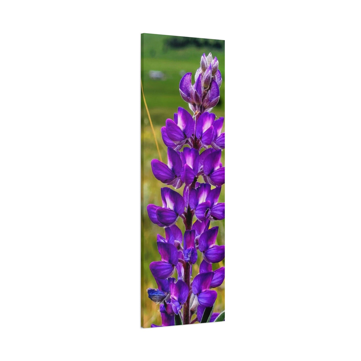 Purple Lupin Canvas Art Print, Floral Wall Decor, Nature Photography, Home Decor, Gift for Plant Lovers, Living Room Art